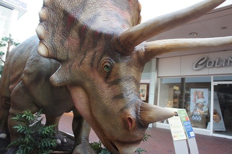 triceratops