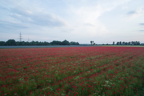Bayenthal