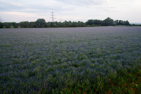 Bayenthal