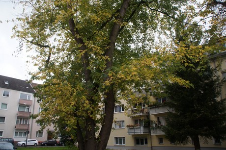 Altstadt