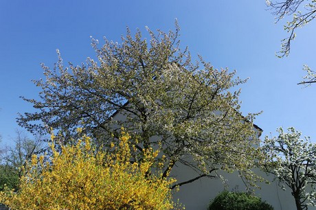 bickendorf