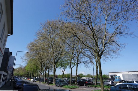 bickendorf