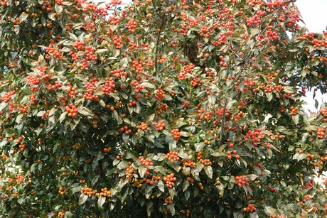 blumenberg