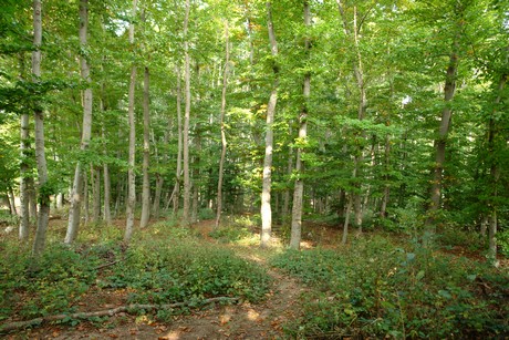 blumenberg