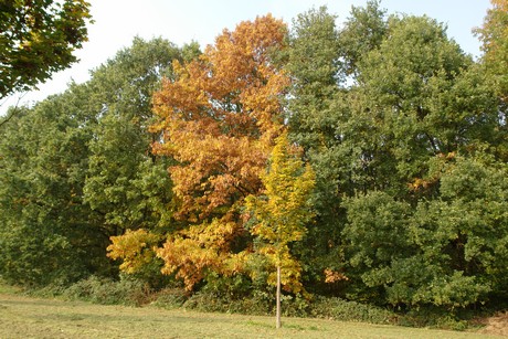 blumenberg