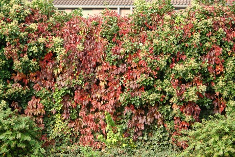 blumenberg