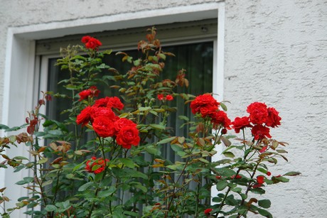 braunsfeld