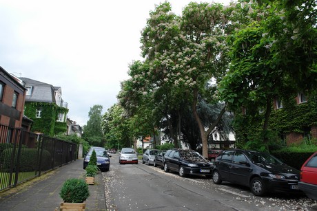 braunsfeld