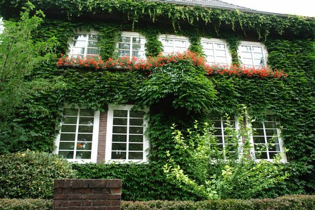 braunsfeld
