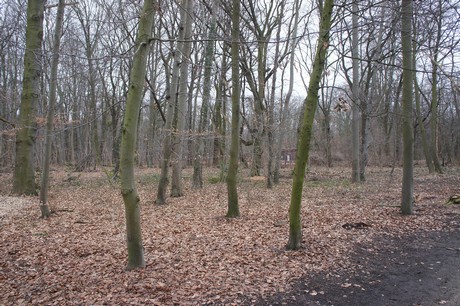 braunsfeld