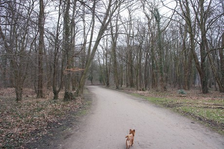 braunsfeld