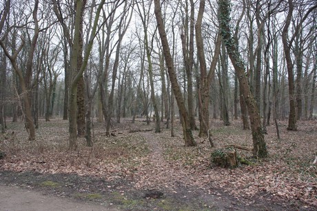 braunsfeld