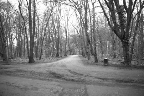 braunsfeld