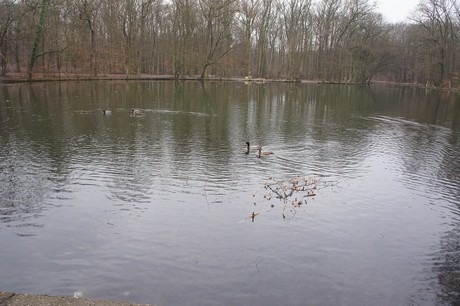braunsfeld