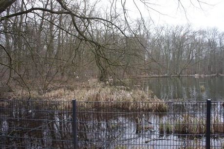 braunsfeld