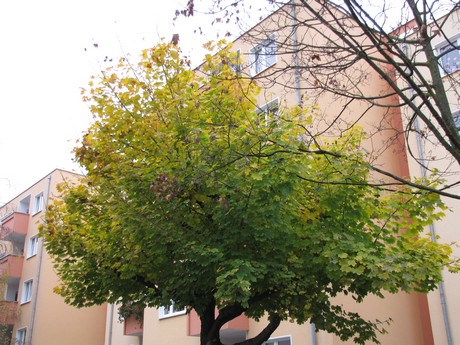 buchheim
