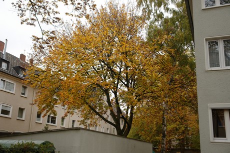 dellbrueck