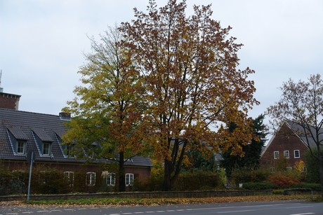 dellbrueck