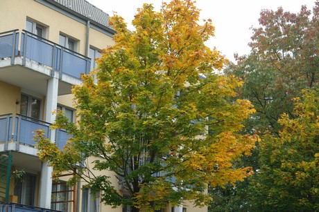 dellbrueck