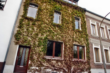 duennwald