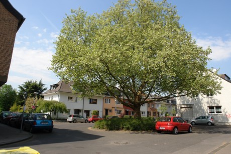 ehrenfeld