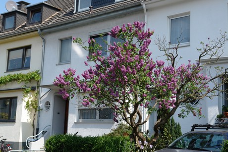 ehrenfeld