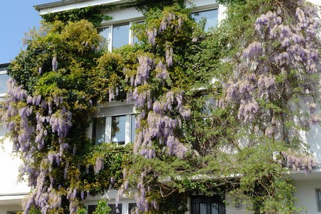 ehrenfeld