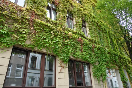 rothehausstrasse