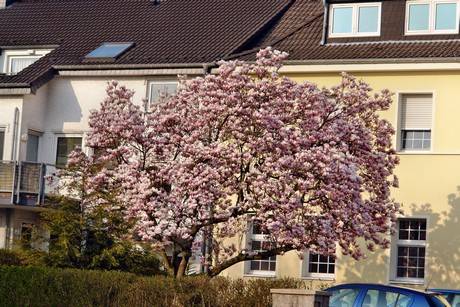 fuehlingen