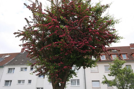 gremberg