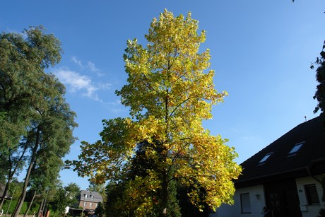 hahnwald