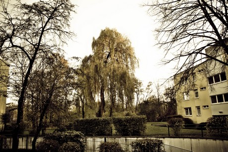 hoehenberg