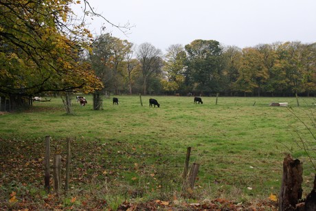 holweide