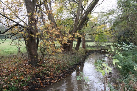 holweide