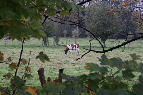 holweide