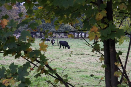 holweide