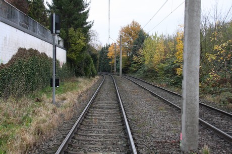 holweide