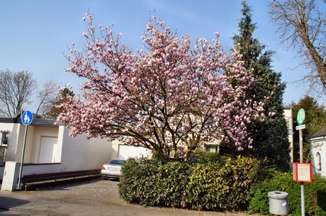 Junkersdorf