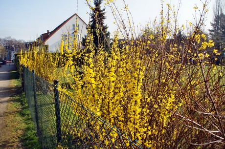 Junkersdorf