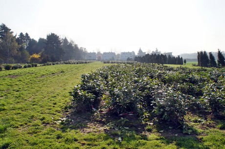 Junkersdorf