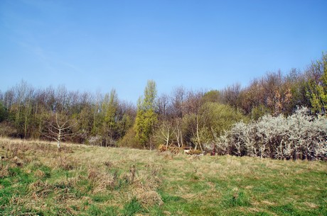 Junkersdorf