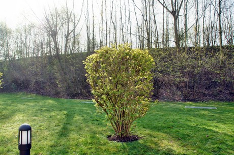 Junkersdorf