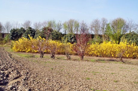 Junkersdorf