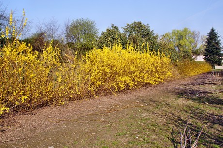 Junkersdorf