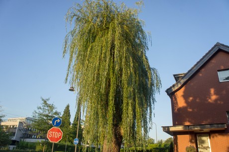 junkersdorf