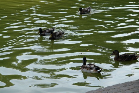 klettenbergpark