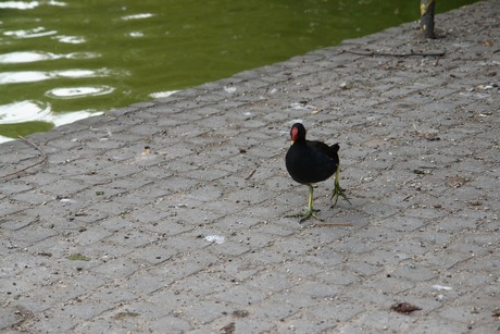 klettenbergpark