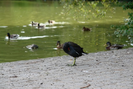 klettenbergpark