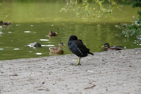 klettenbergpark