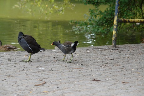 klettenbergpark